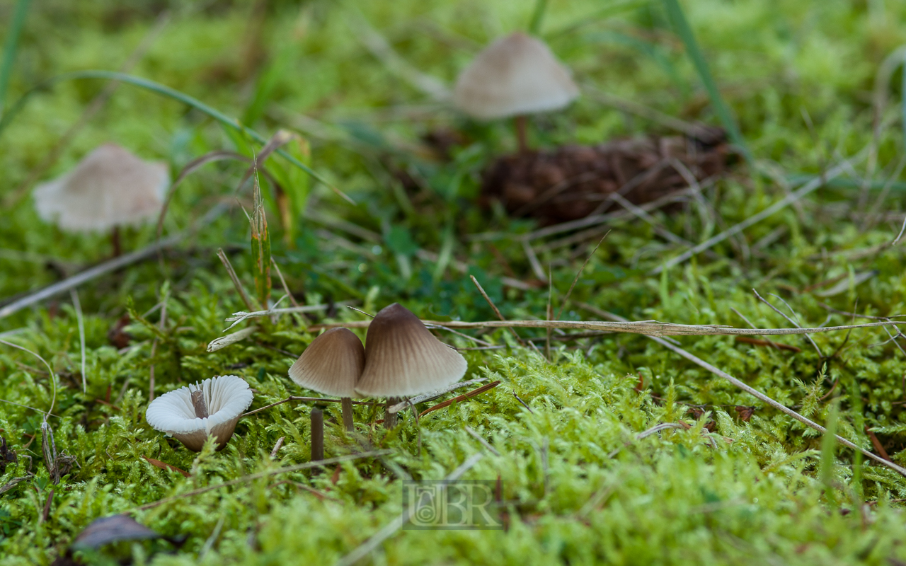 Pilze auf freier Wildbahn