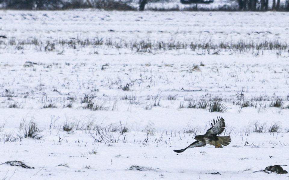 150 mm | 1/2000 Sek. bei f / 4,0 | ISO 400