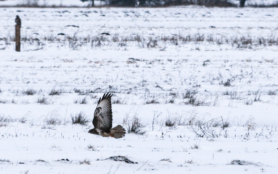 150 mm | 1/2000 Sek. bei f / 4,0 | ISO 400