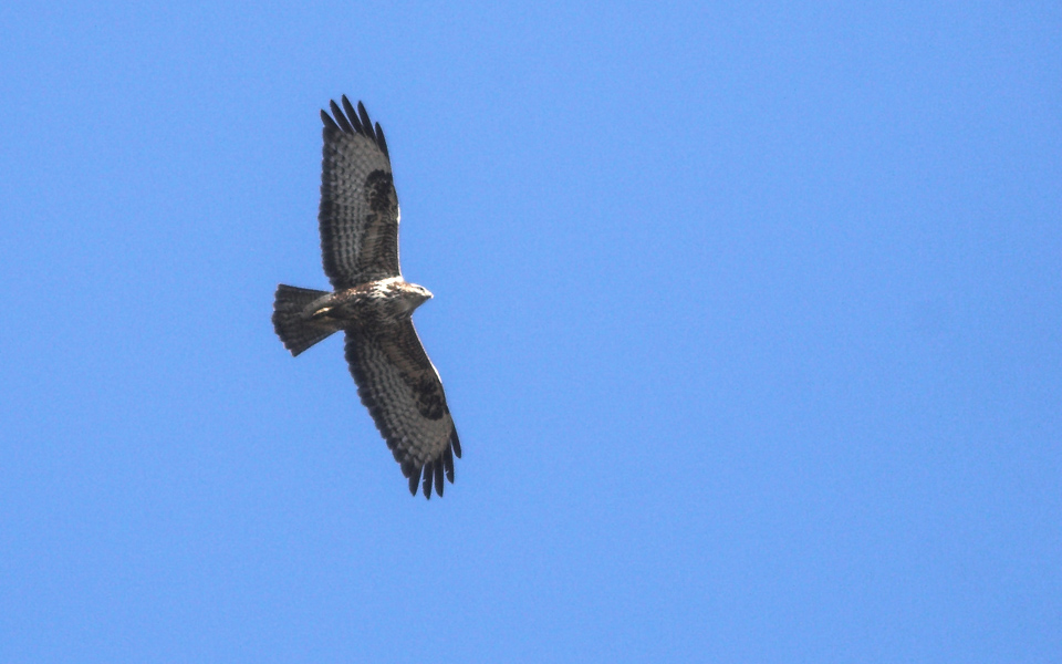 400 mm | 1/2000 Sek. bei f / 5,6 | ISO 800