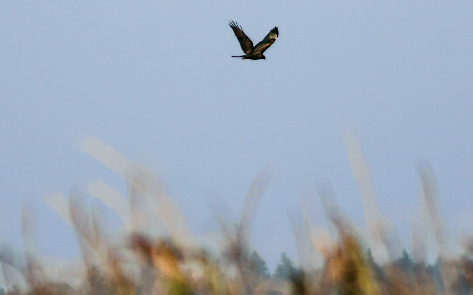 300 mm | 1/1000 Sek. bei f / 5,6 | ISO 400