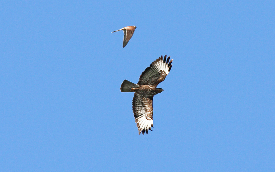 200 mm | 1/1000 Sek. bei f / 5,6 | ISO 400