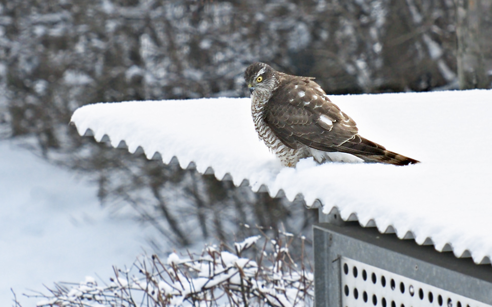 200 mm | 1/500 Sek. bei f / 4,0 | ISO 400