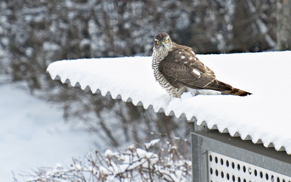 200 mm | 1/500 Sek. bei f / 4,0 | ISO 400