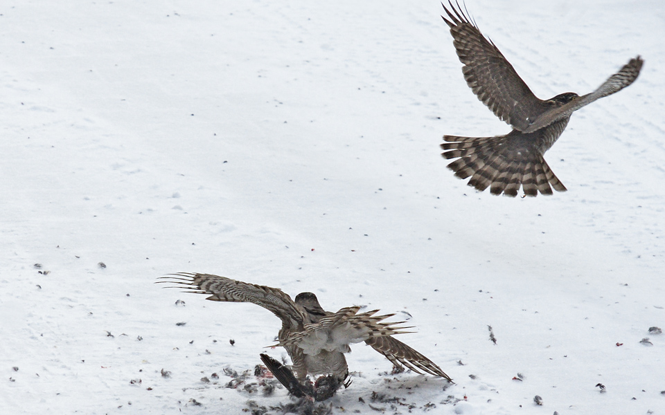 200 mm | 1/1000 Sek. bei f / 4,5 | ISO 400