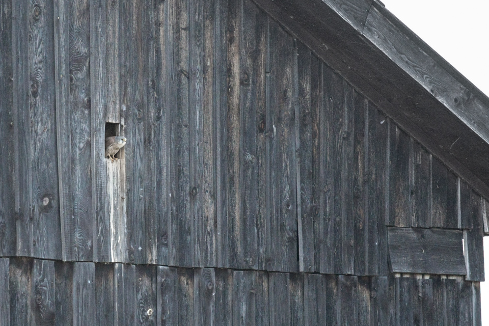 200 mm | 1/1500 Sek. bei f / 4,0 | ISO 3200
