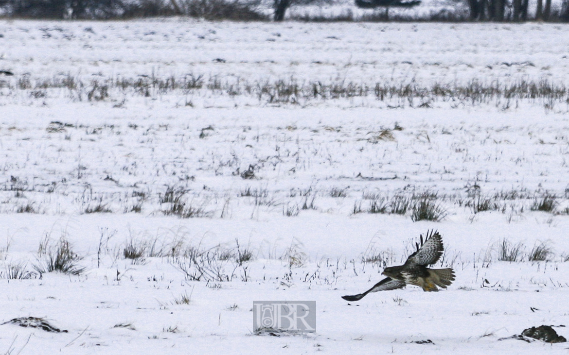 bussard_2_152