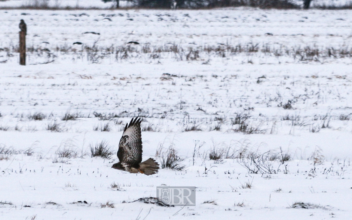 bussard_2_153