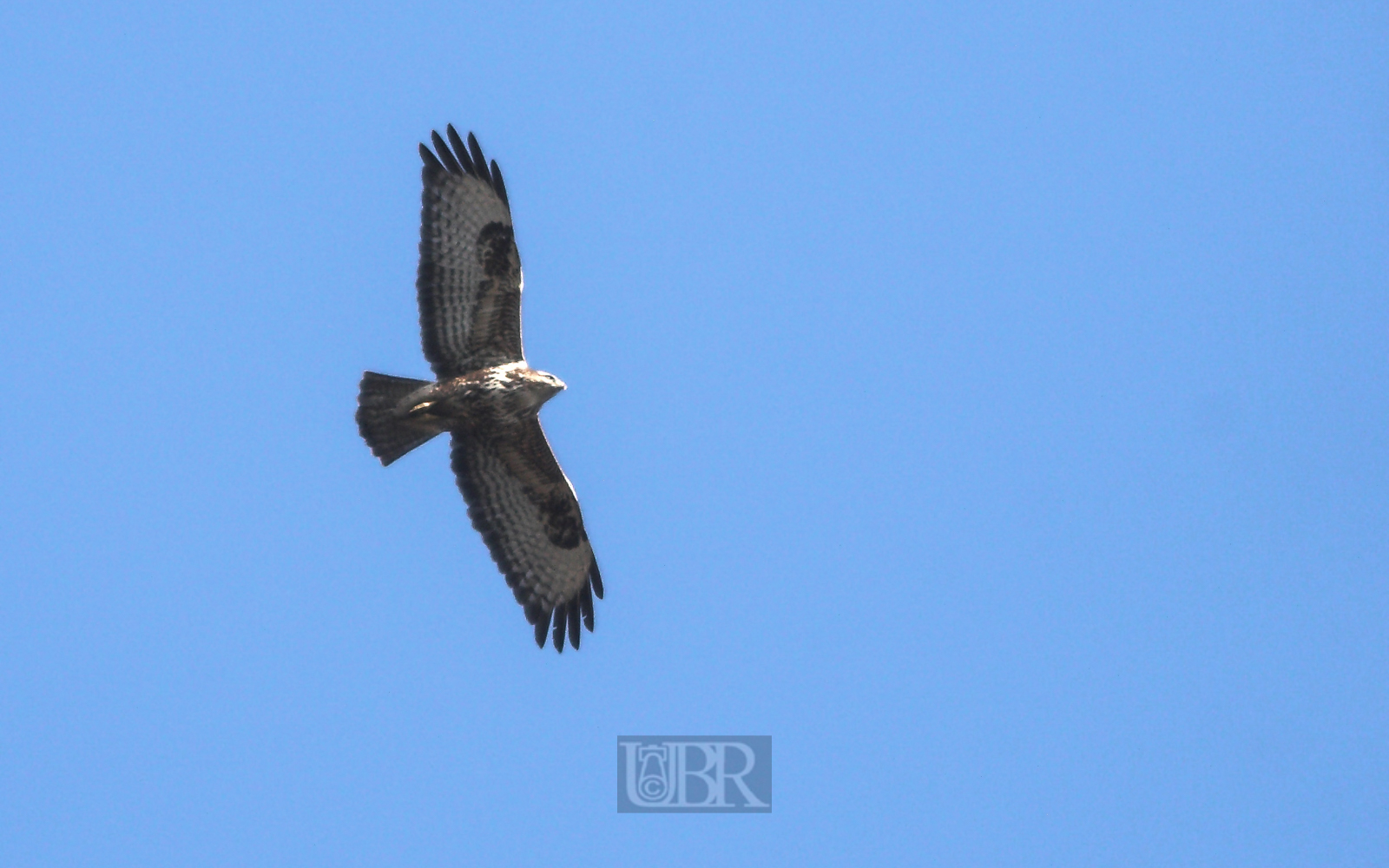 bussard_flugbild_02