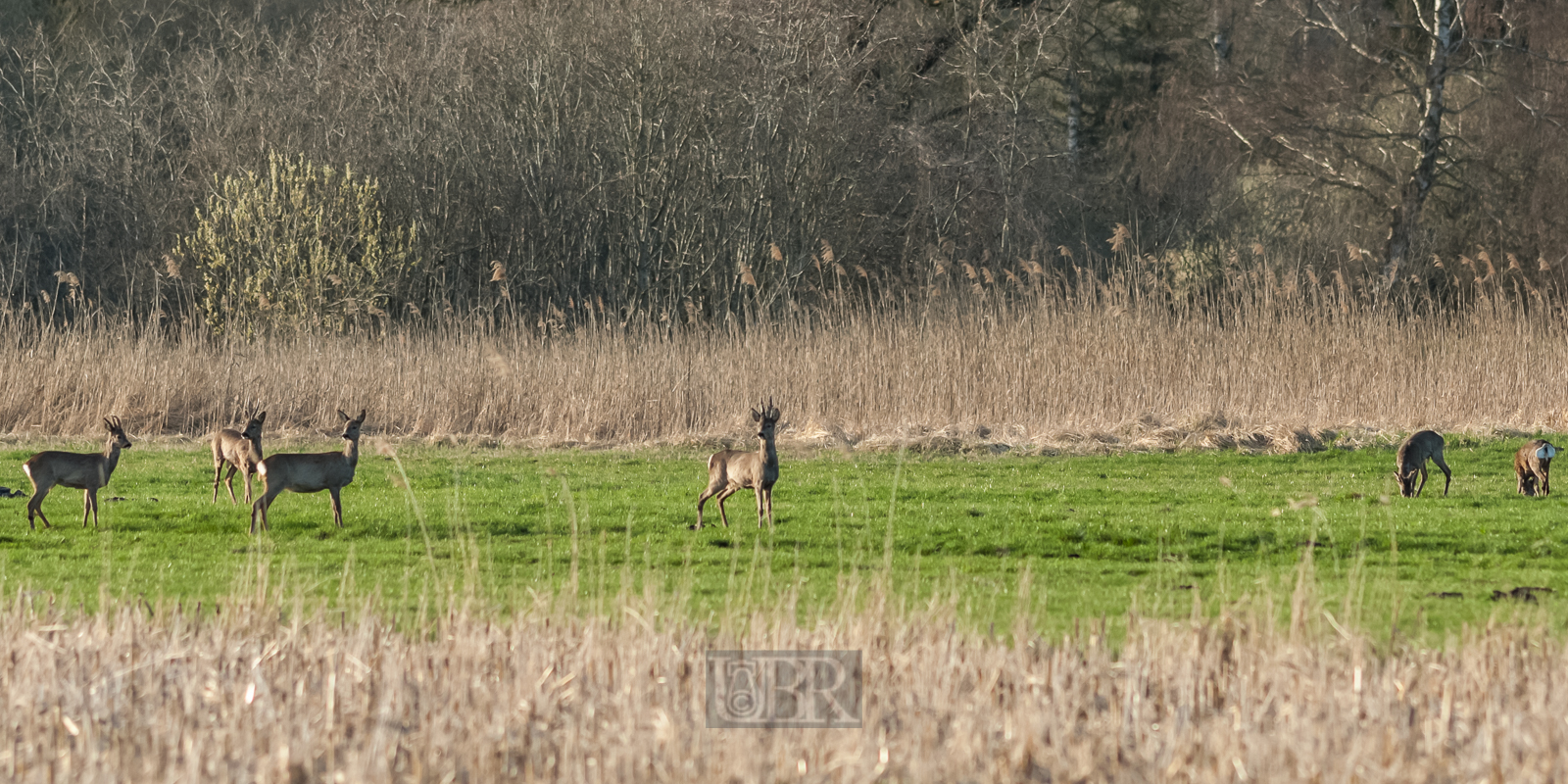 rehe_gruppe_01