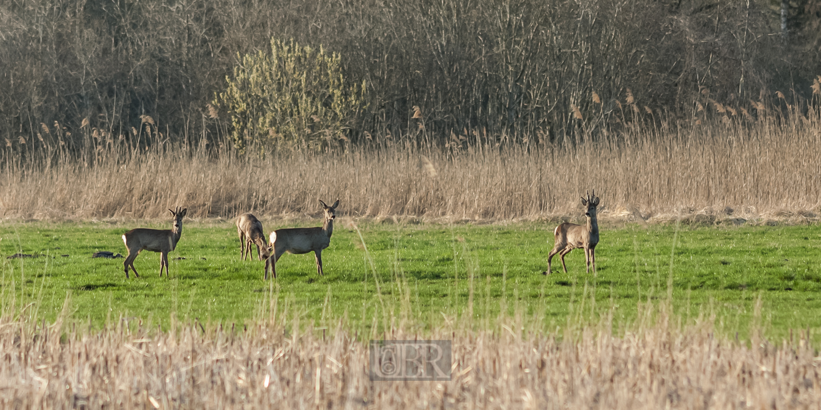 rehe_gruppe_02