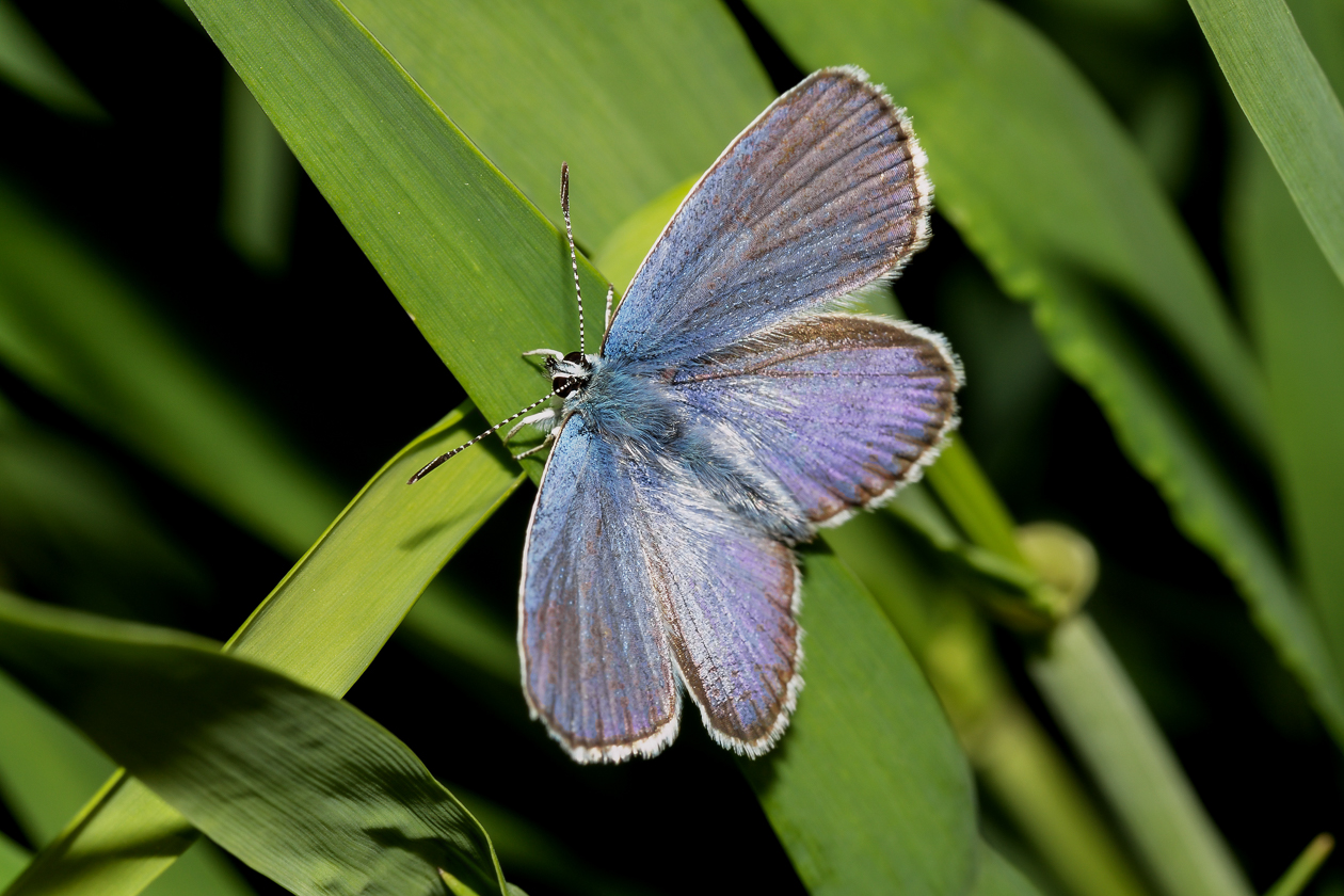 hauhechel_blaeuling_04_oberseite