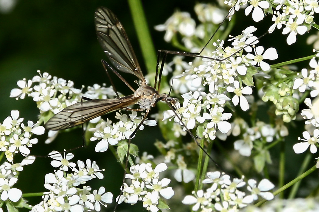 schnake_03_auf_wiesenkerbel