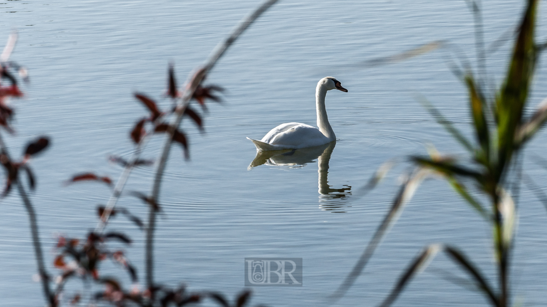 schwan_isarmuendung