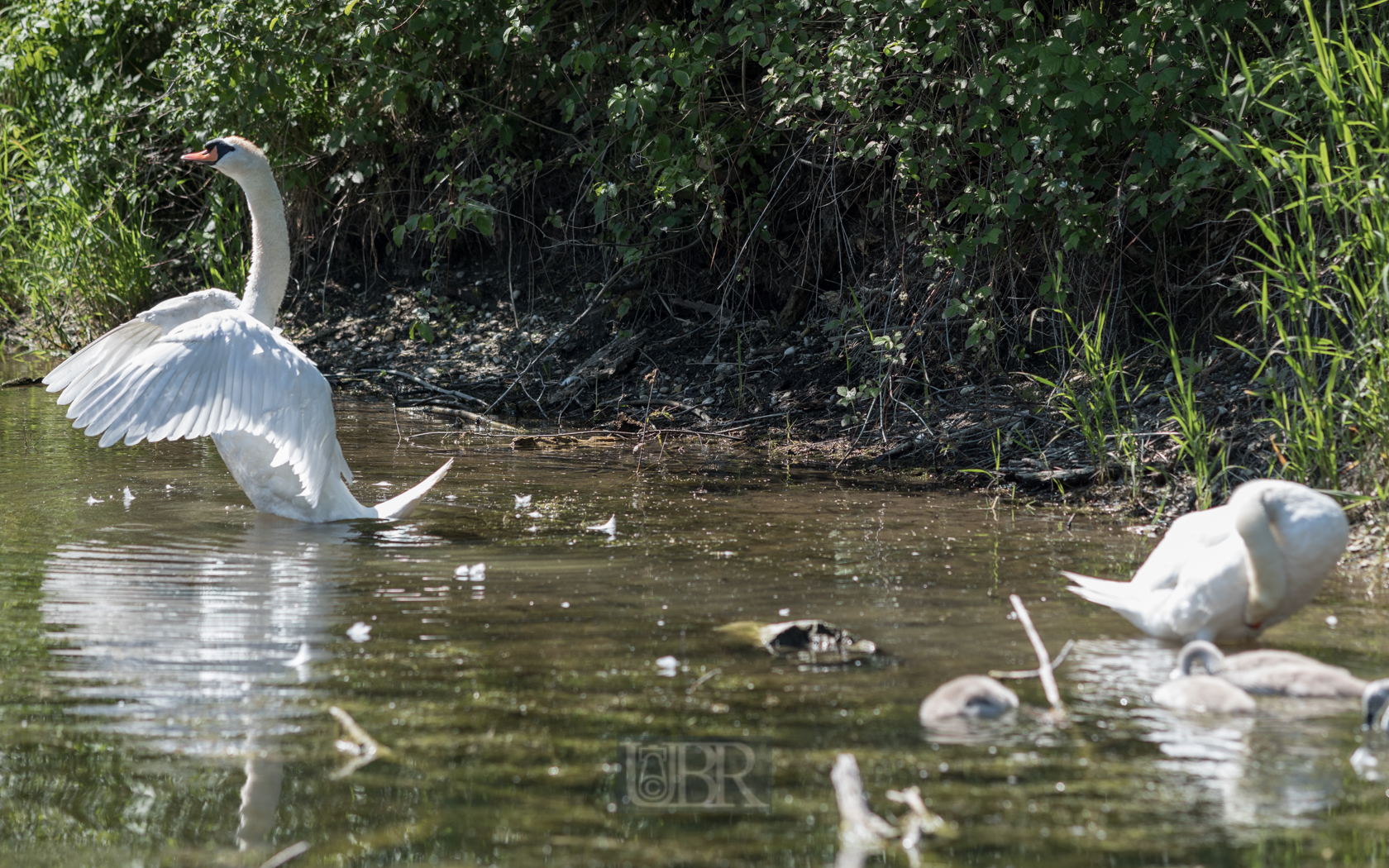 schwan_streckt_sich_04