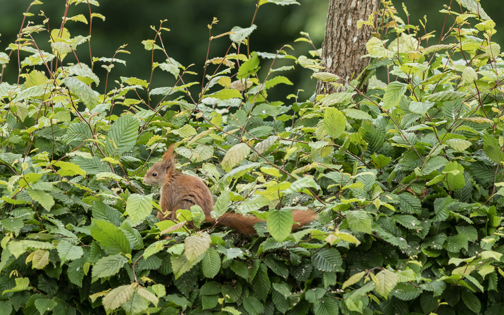 eichhörnchen_hecke_garten_03