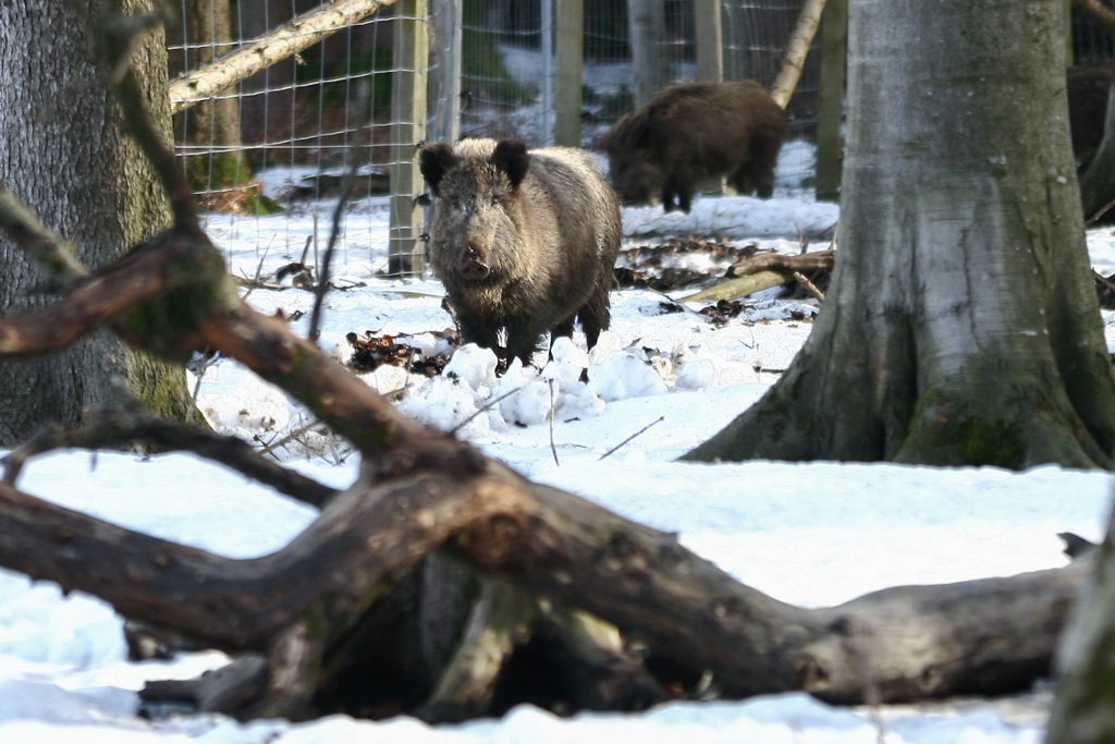 wildschwein_im_gehege_152