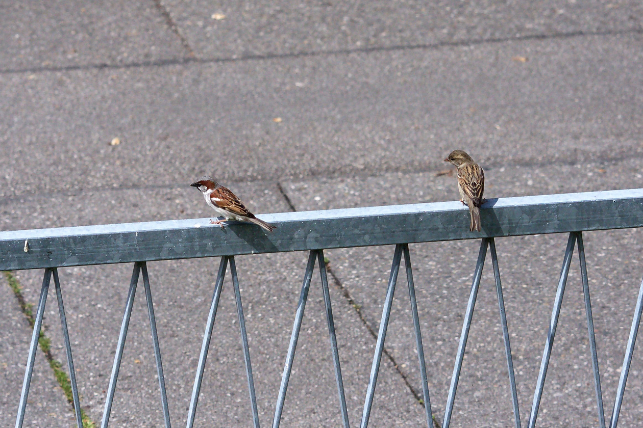 sperlinge_paar_ulmenweg