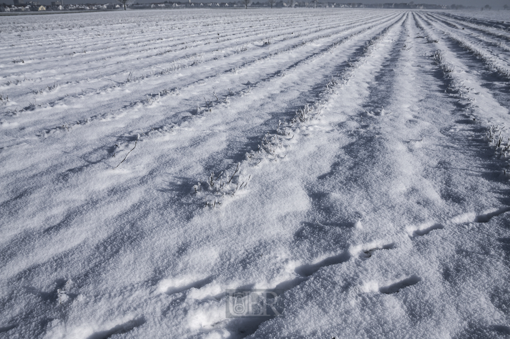 winter_morgen_spuren_01 - Kopie