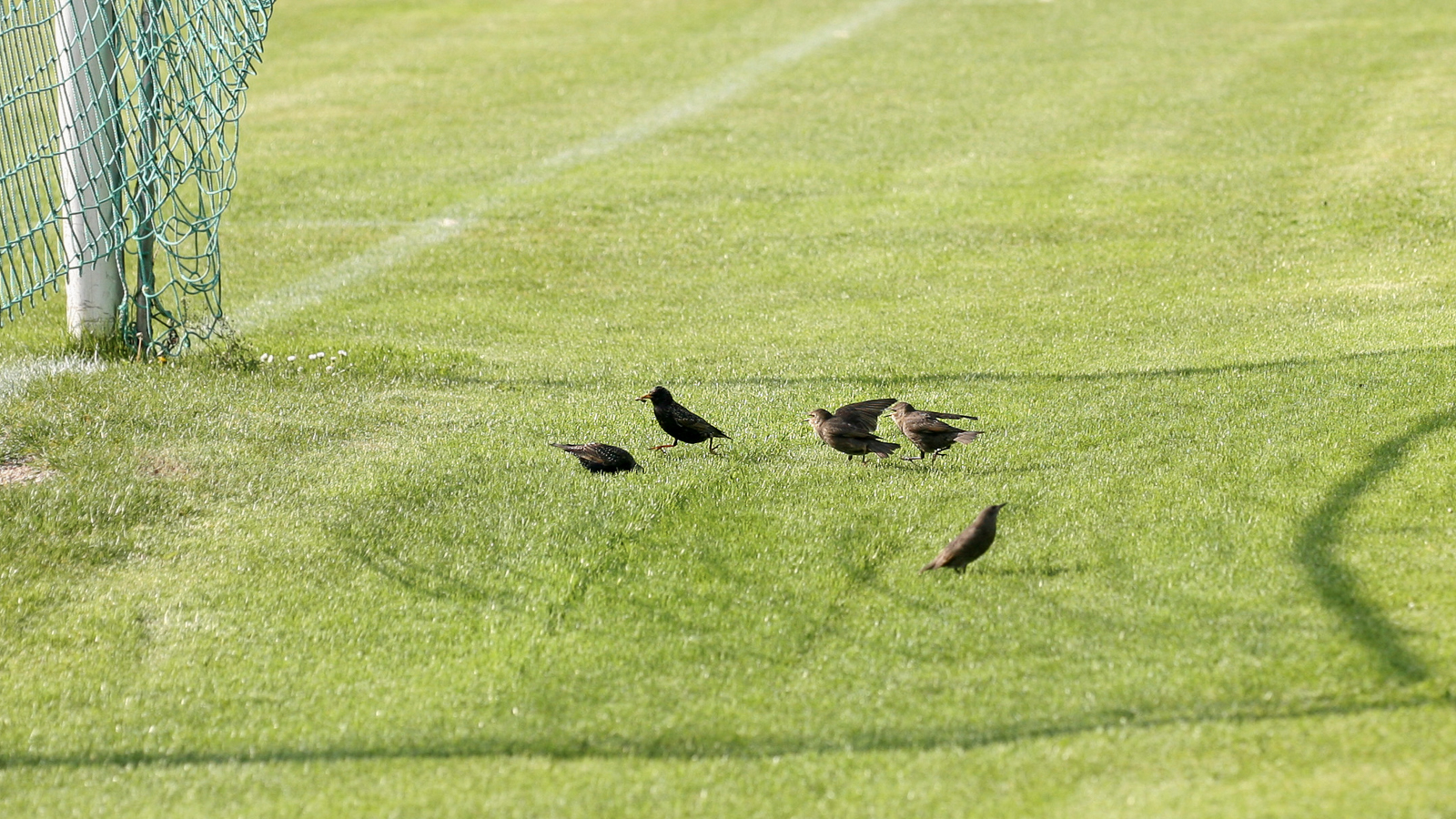 stare_sportplatz_12