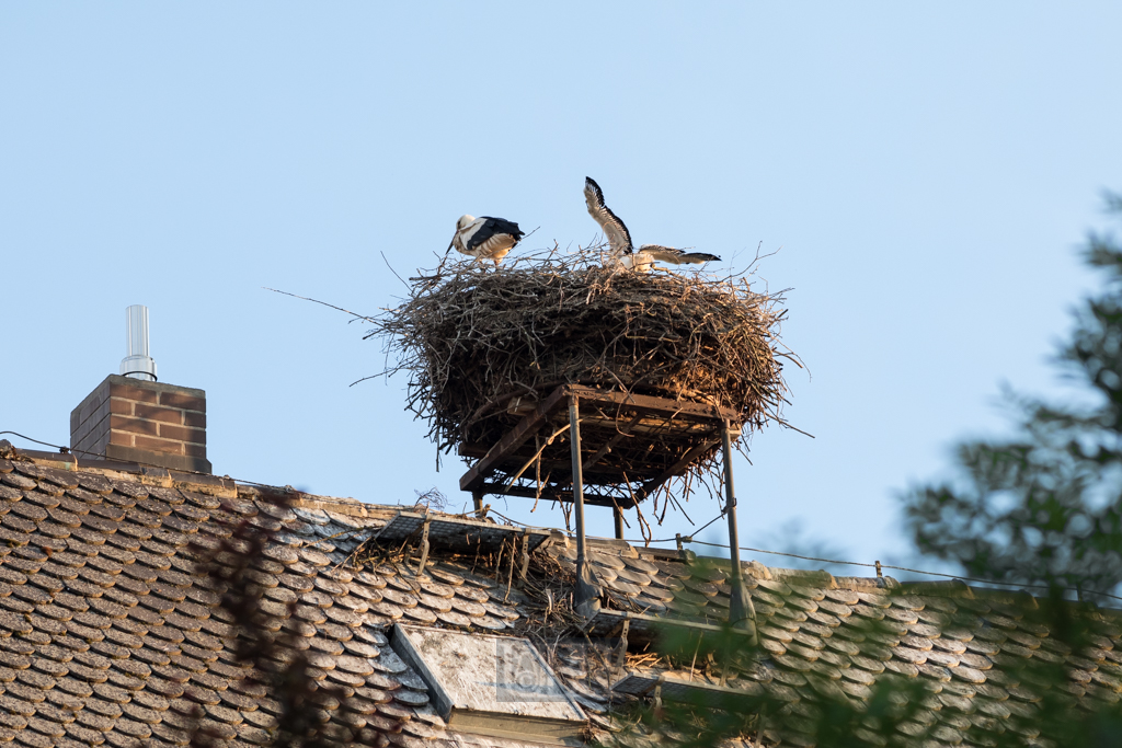 Storchennest - Nittenau 2022