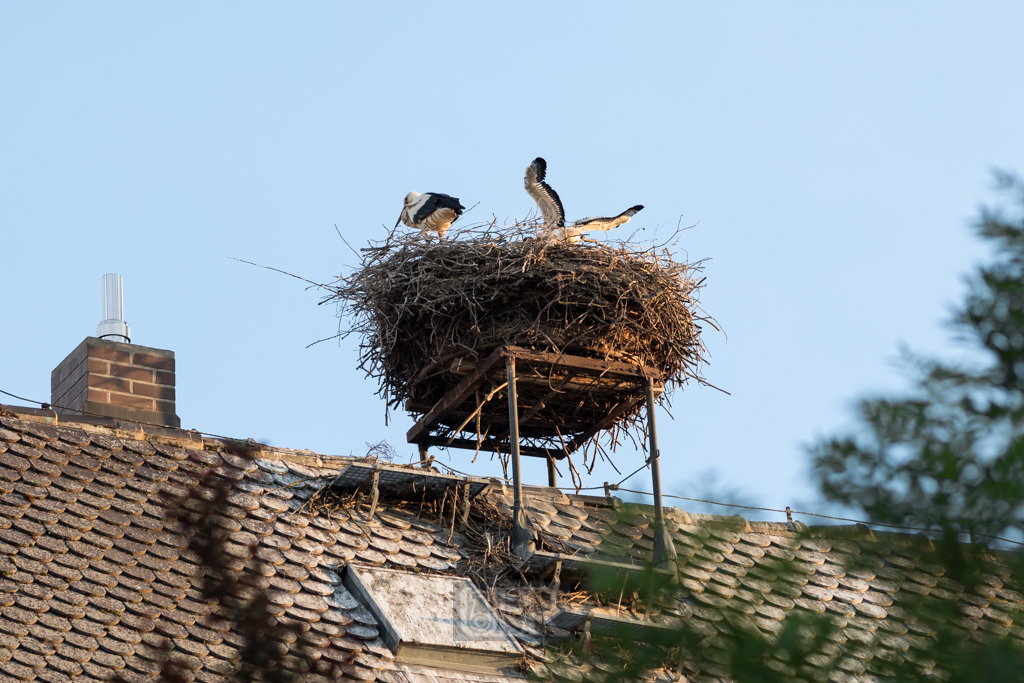 Storchennest - Nittenau 2022