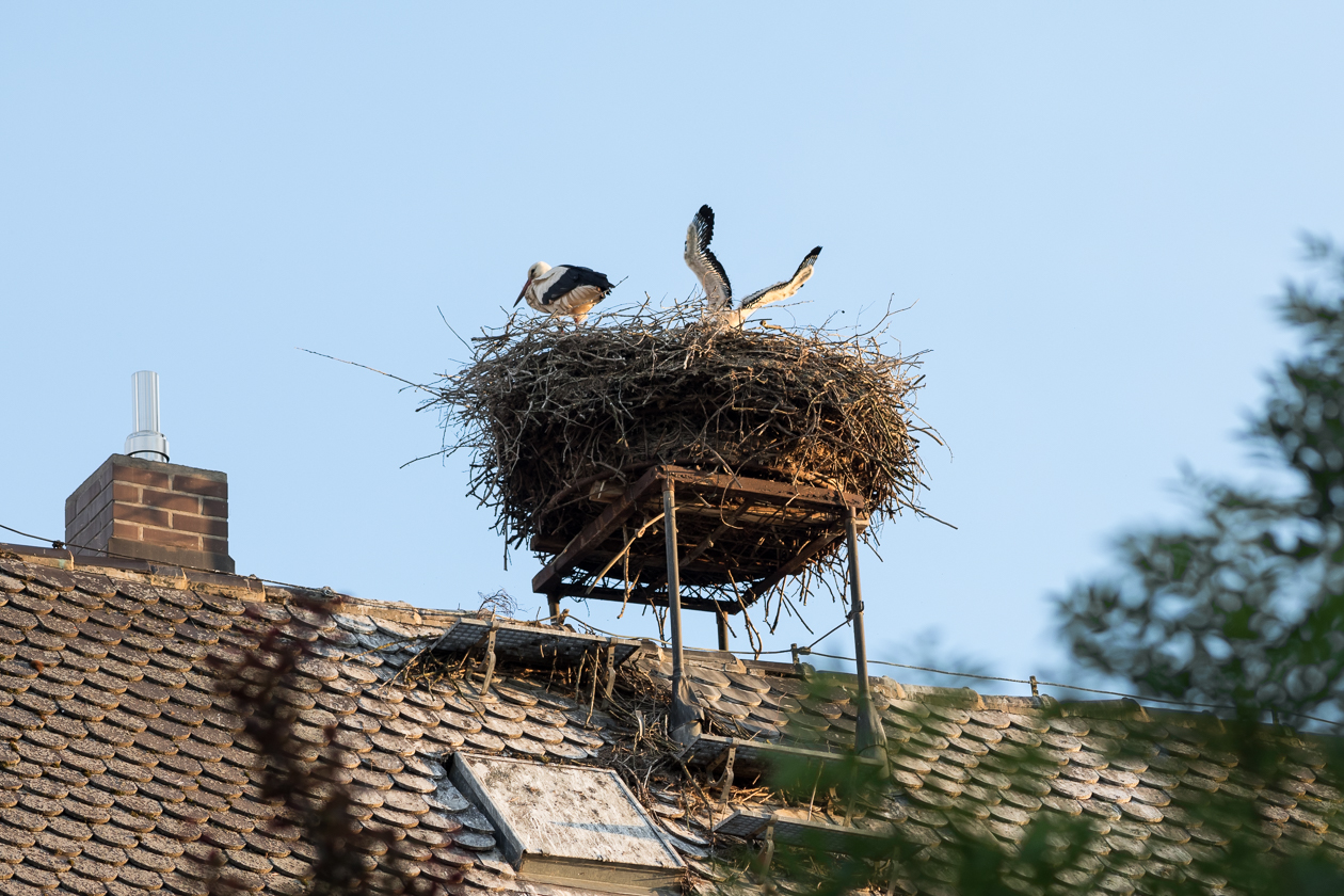 Storchennest - Nittenau 2022