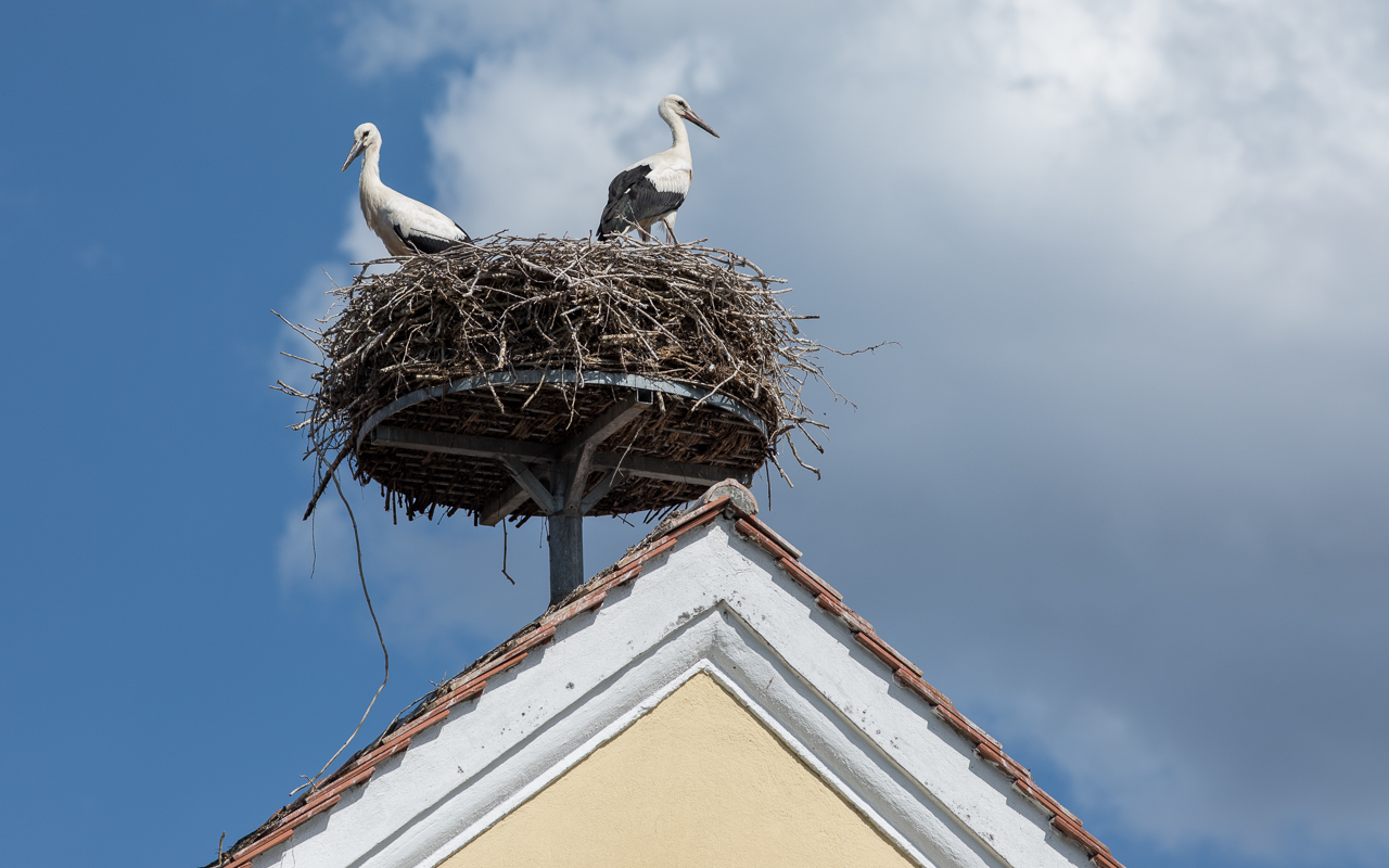 Storchennest - Walderbach 2022