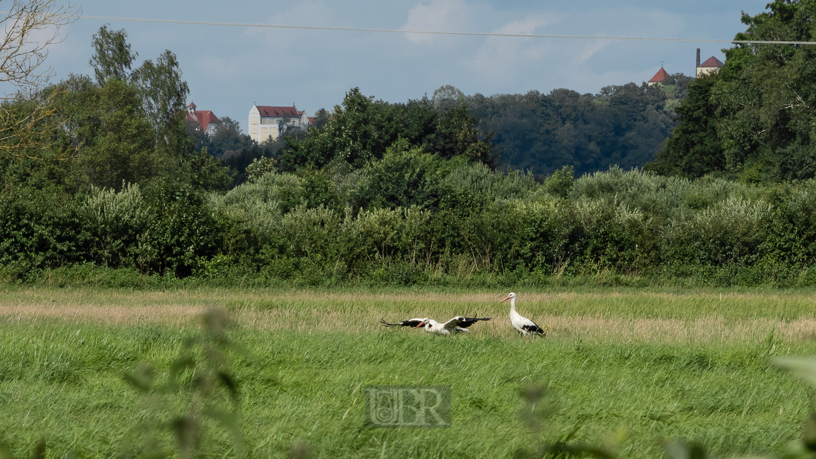 Im Freisinger Moos - 2025