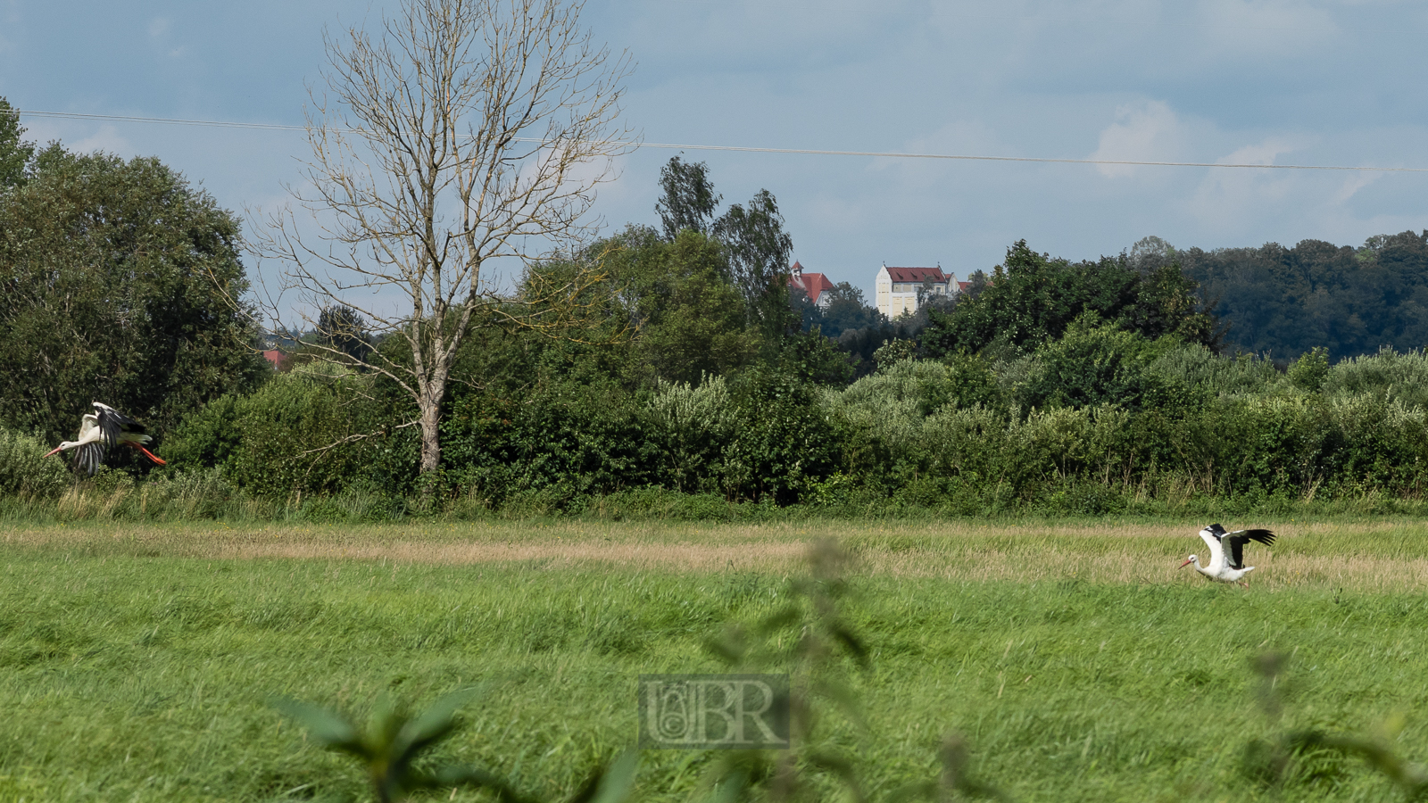 Im Freisinger Moos - 2025