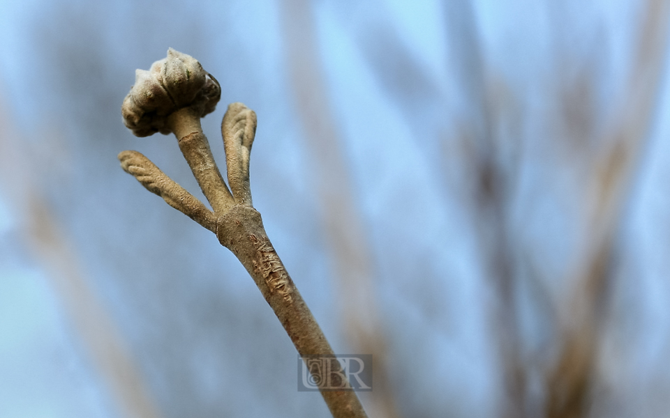 knospen_04