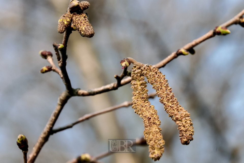 knospen_13_weiden