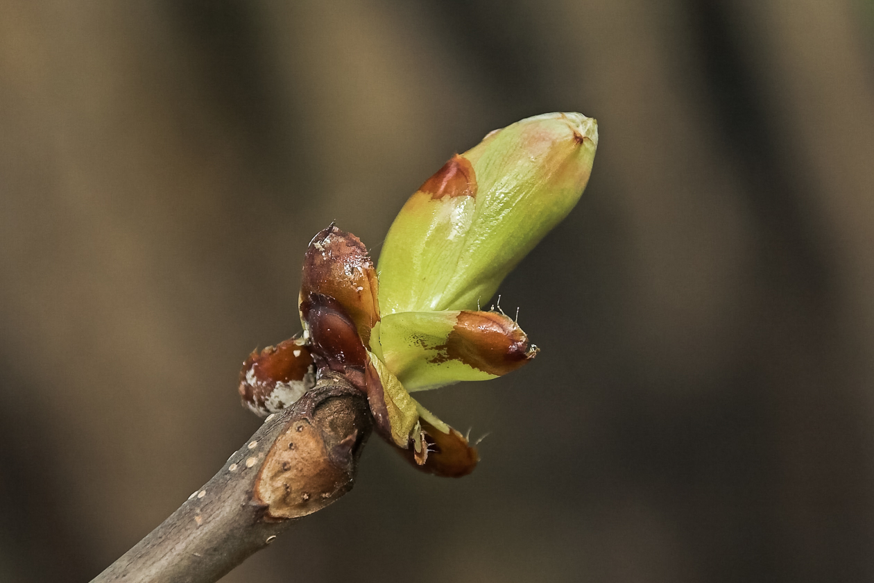 knospen_woessingen_03