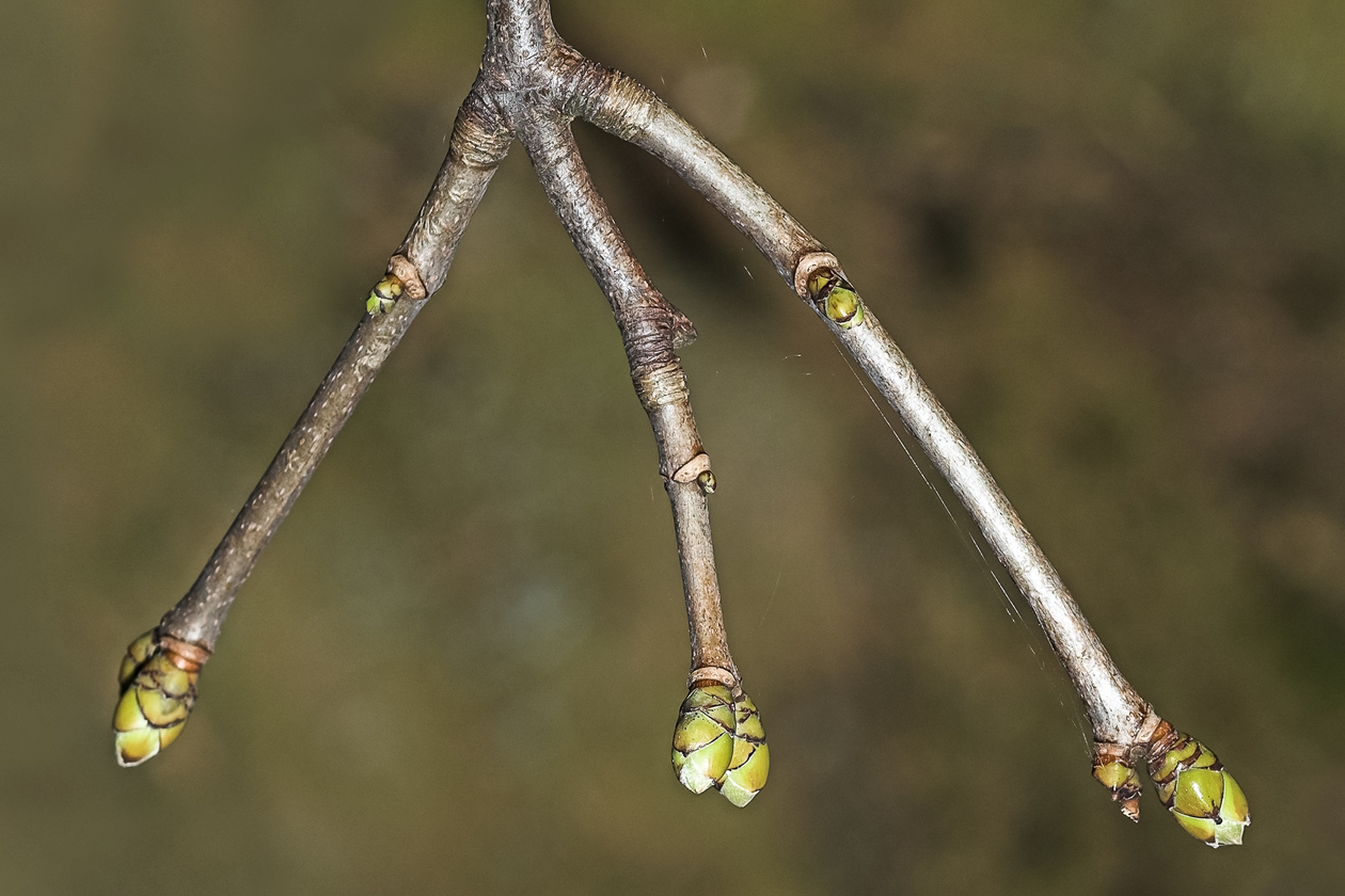 knospen_woessingen_05