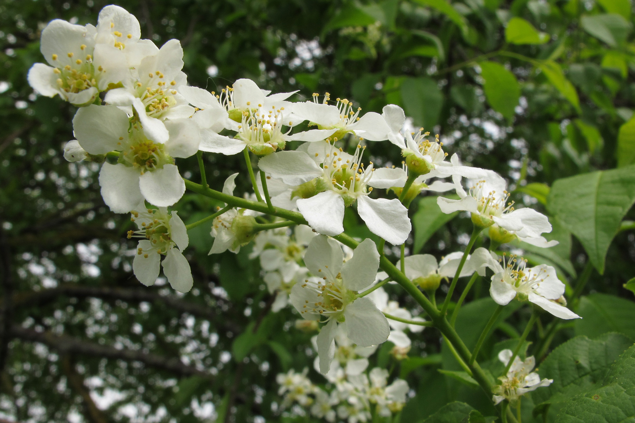 zierapfel_blueten