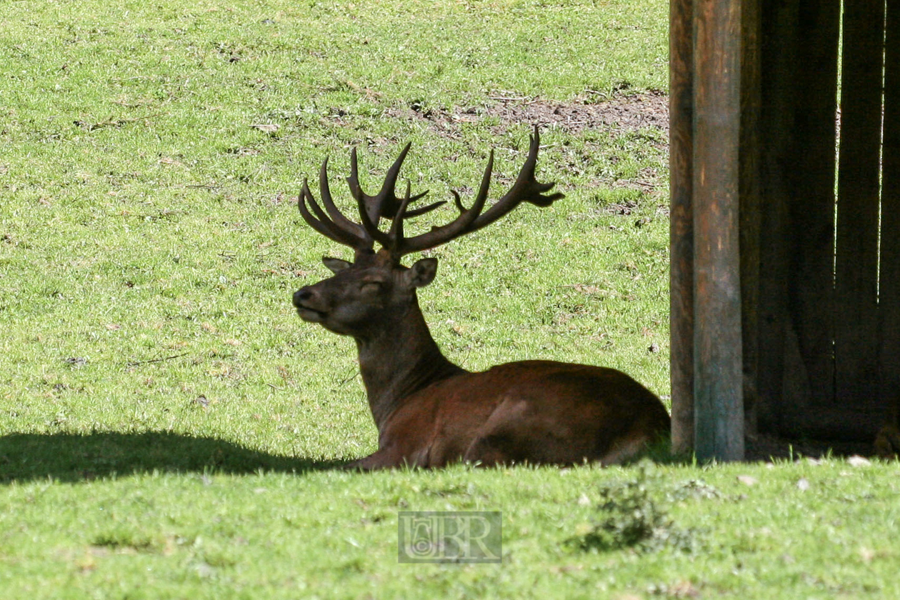 Tierpark Ferleiten an der Großglockner-Straße