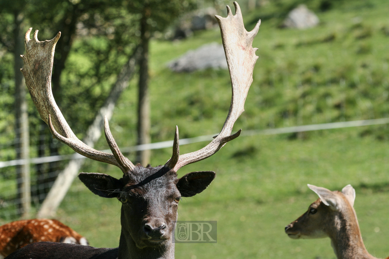 Tierpark Ferleiten an der Großglockner-Straße