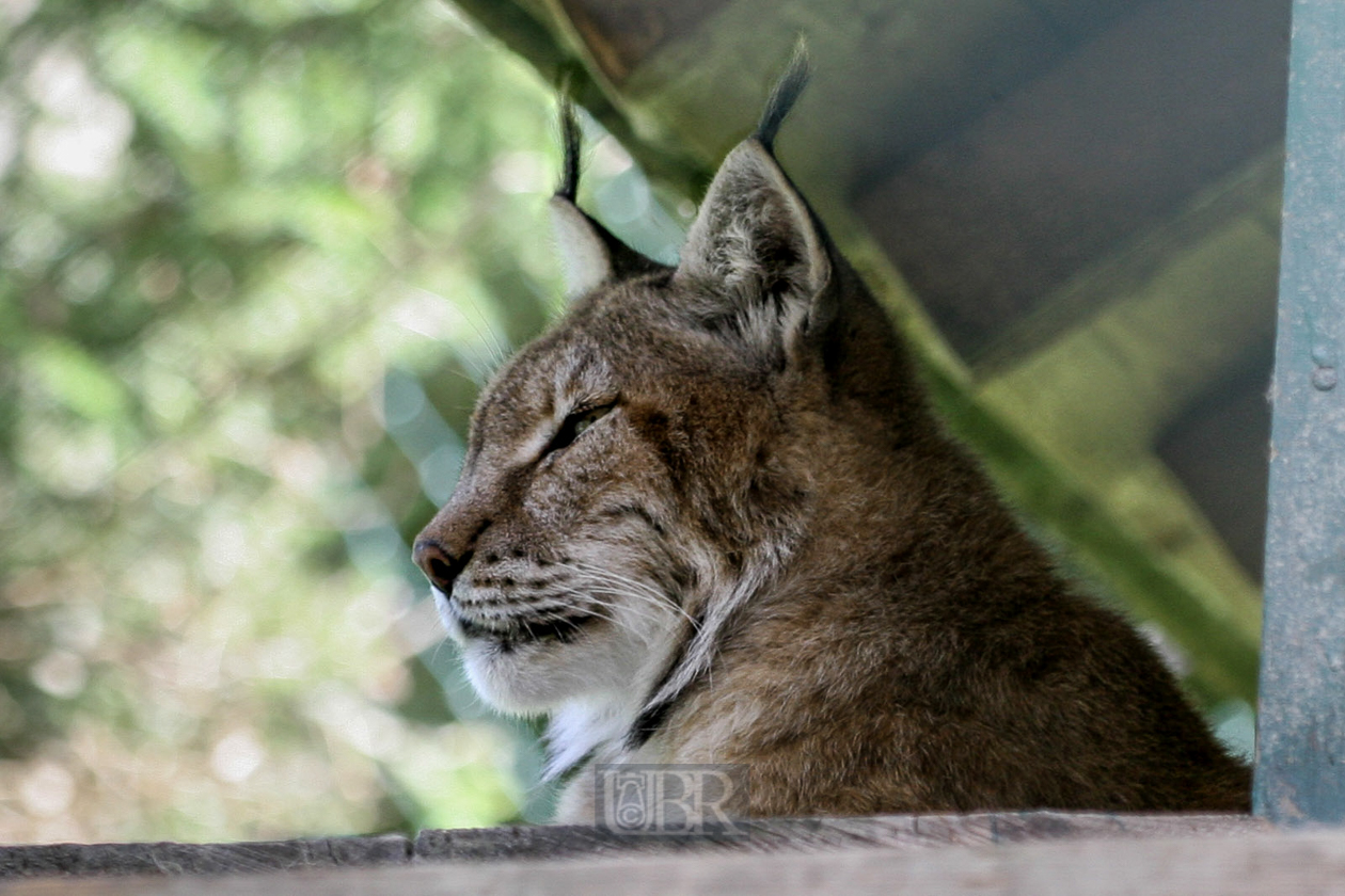 Tierpark Ferleiten an der Großglockner-Straße