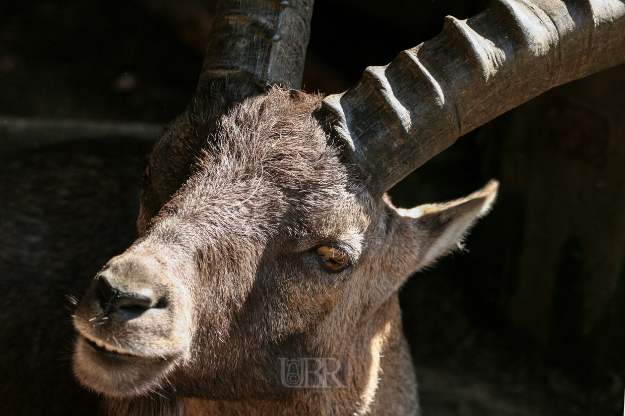 Tierpark Ferleiten an der Großglockner-Straße