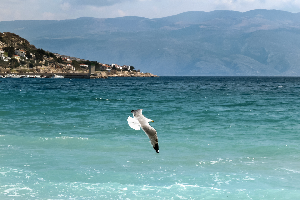 baska_04_strand_moewe