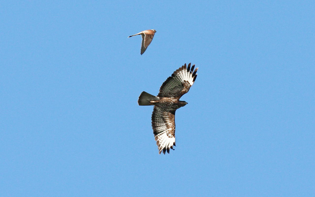 bussard_und_kiebitz