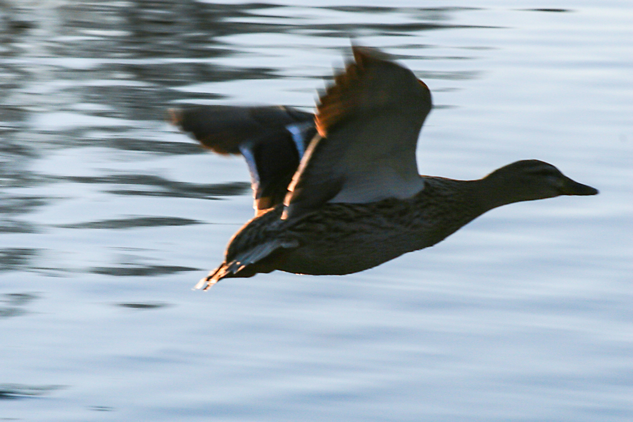 ente_im_anflug