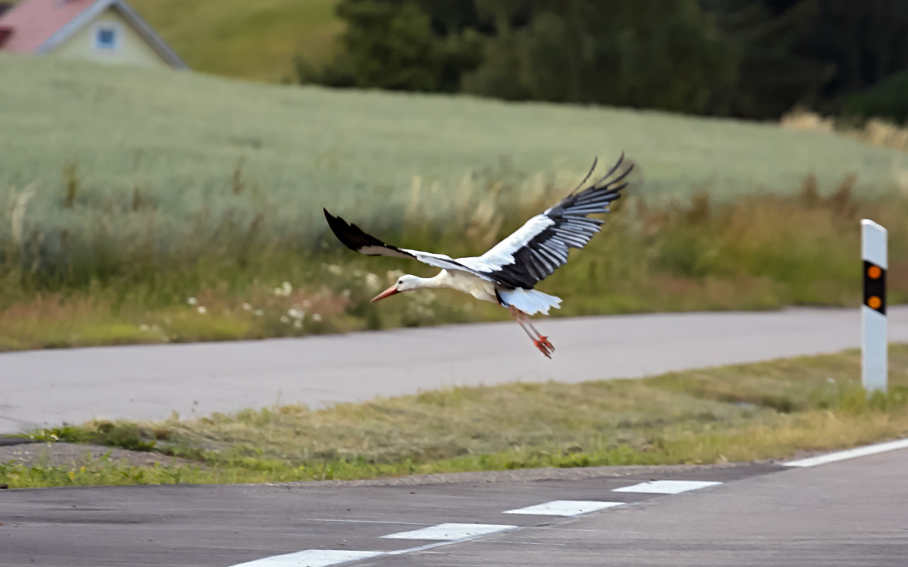 storch_05_strasse