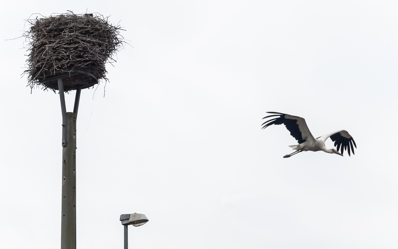 storch_spreewald_03