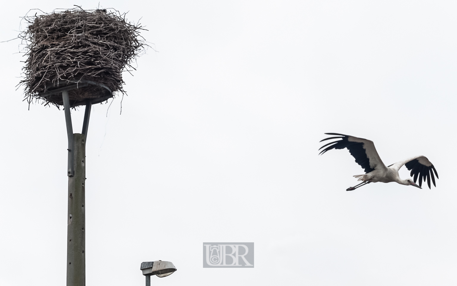 storch_spreewald_03