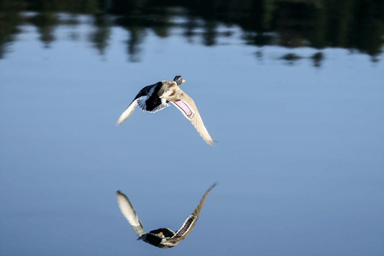 ente_walchensee_01