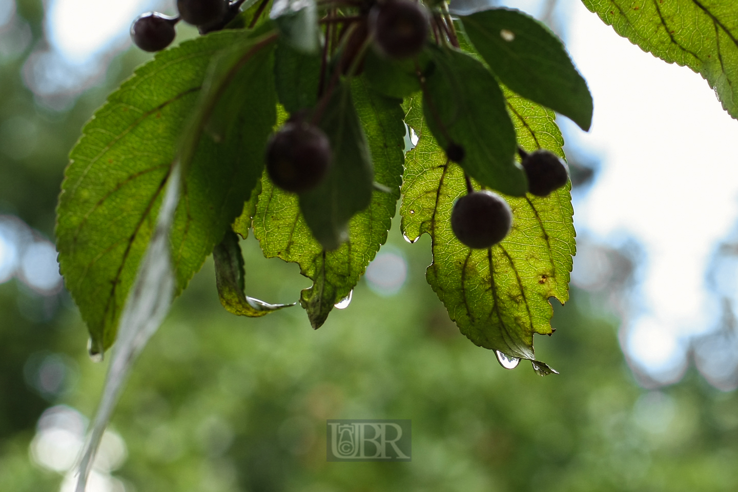 blatt_mit_tropfen_01