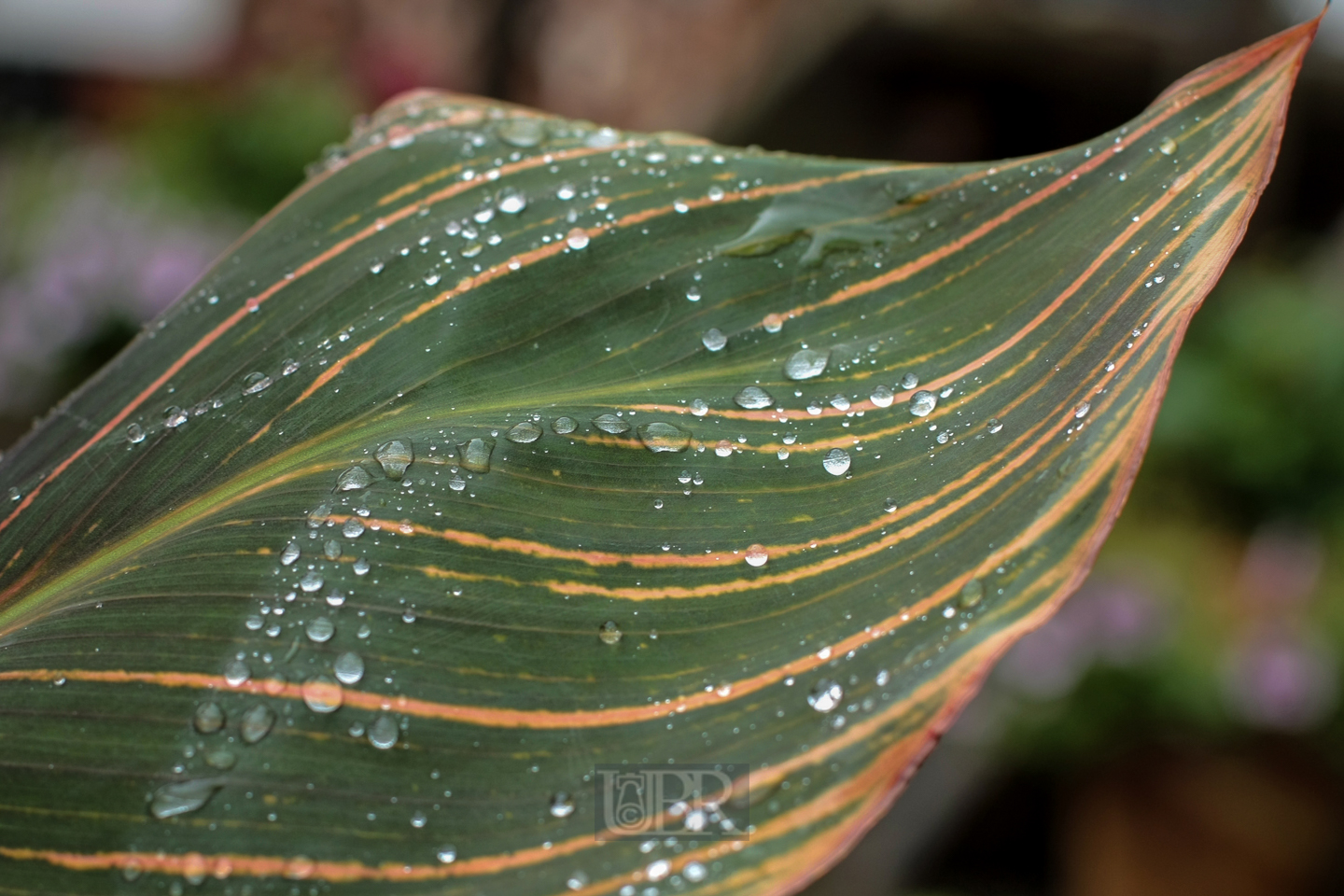 blatt_mit_tropfen_02