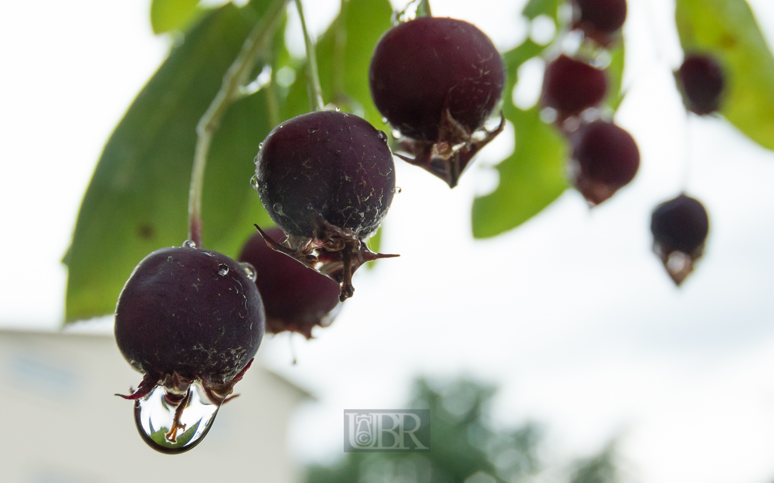 felsenbirne_2025_frucht_1