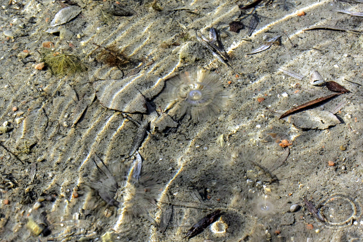 raindrops_are_falling_31
